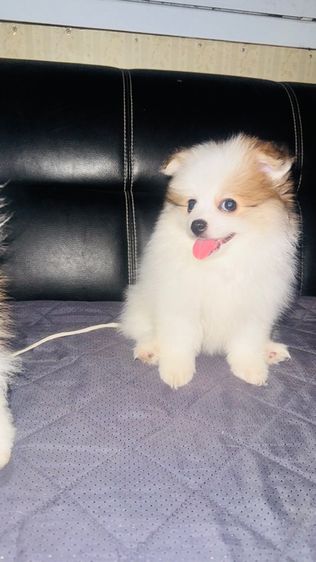 ปอมเมอเรเนียน รูปที่ 7