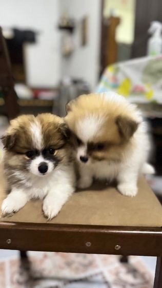 ปอมเมอเรเนียน รูปที่ 16