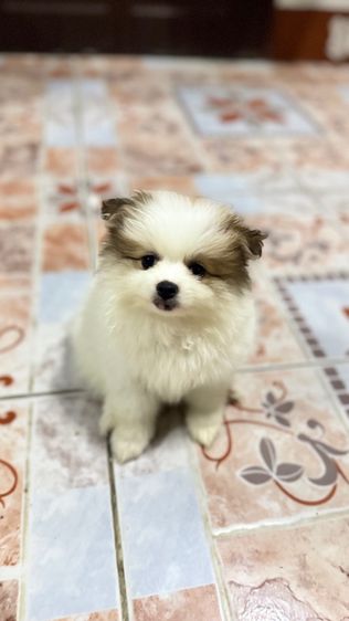 ปอมเมอเรเนียน รูปที่ 14