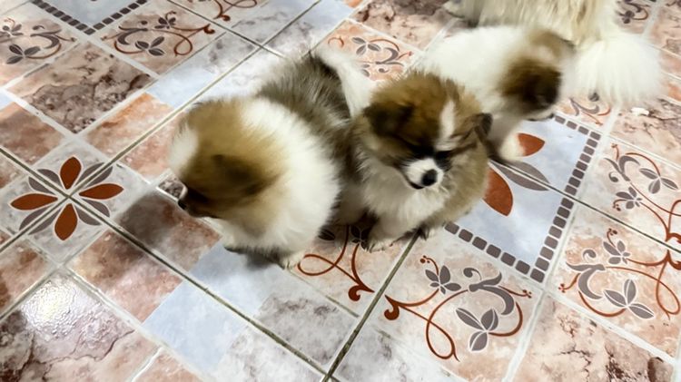 ปอมเมอเรเนียน รูปที่ 15