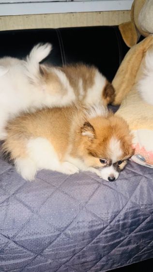 ปอมเมอเรเนียน รูปที่ 13