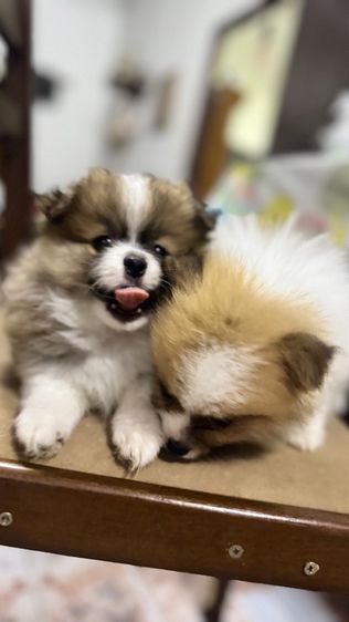 ปอมเมอเรเนียน รูปที่ 18