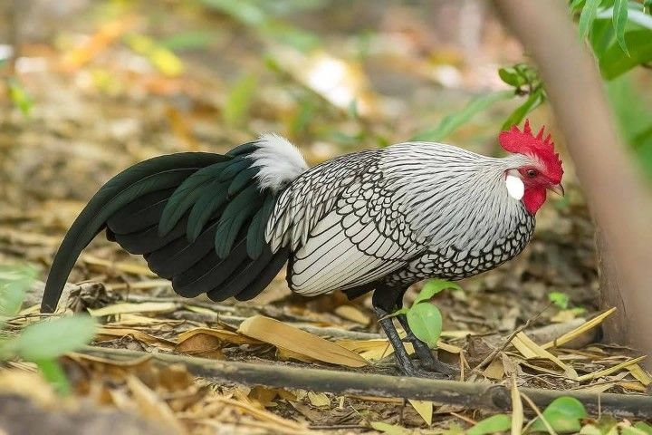 ไก่ป่าหรือไก่หูขาว แบบนี้หายากล่ะ เอาไปอนุรักษ์ได้ รอยเล็กๆเอาไปทำสายได้ รูปที่ 12