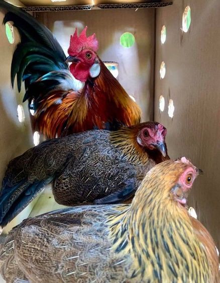 ไก่ป่าหรือไก่หูขาว แบบนี้หายากล่ะ เอาไปอนุรักษ์ได้ รอยเล็กๆเอาไปทำสายได้ รูปที่ 6