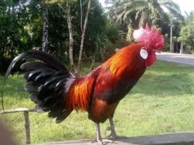 ไก่ป่าหรือไก่หูขาว แบบนี้หายากล่ะ เอาไปอนุรักษ์ได้ รอยเล็กๆเอาไปทำสายได้ รูปที่ 5