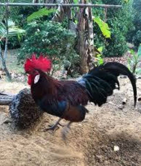 ไก่ป่าหรือไก่หูขาว แบบนี้หายากล่ะ เอาไปอนุรักษ์ได้ รอยเล็กๆเอาไปทำสายได้ รูปที่ 2