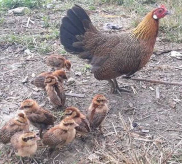 ไก่ป่าหรือไก่หูขาว แบบนี้หายากล่ะ เอาไปอนุรักษ์ได้ รอยเล็กๆเอาไปทำสายได้ รูปที่ 13