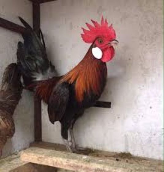 ไก่ป่าหรือไก่หูขาว แบบนี้หายากล่ะ เอาไปอนุรักษ์ได้ รอยเล็กๆเอาไปทำสายได้