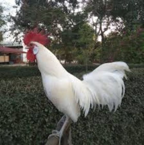 ไก่ป่าหรือไก่หูขาว แบบนี้หายากล่ะ เอาไปอนุรักษ์ได้ รอยเล็กๆเอาไปทำสายได้ รูปที่ 4