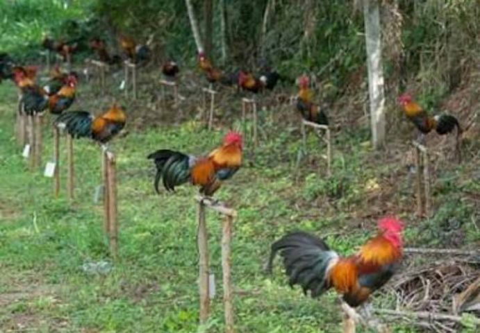 ไก่ป่าหรือไก่หูขาว แบบนี้หายากล่ะ เอาไปอนุรักษ์ได้ รอยเล็กๆเอาไปทำสายได้ รูปที่ 14