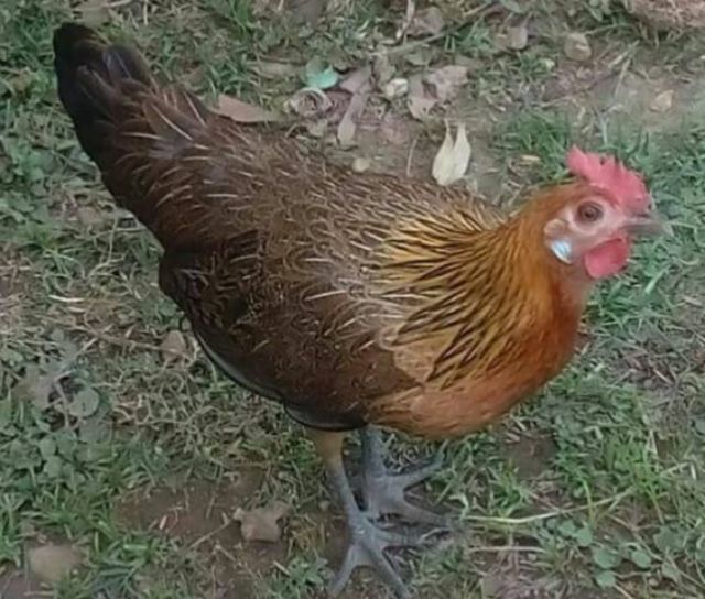 ไก่ป่าหรือไก่หูขาว แบบนี้หายากล่ะ เอาไปอนุรักษ์ได้ รอยเล็กๆเอาไปทำสายได้ รูปที่ 9