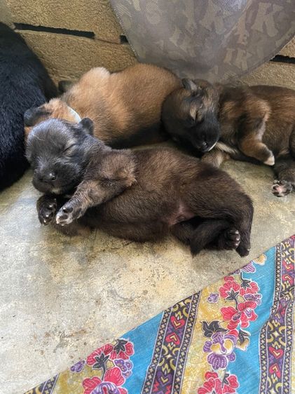 ลูกหมา รูปที่ 3