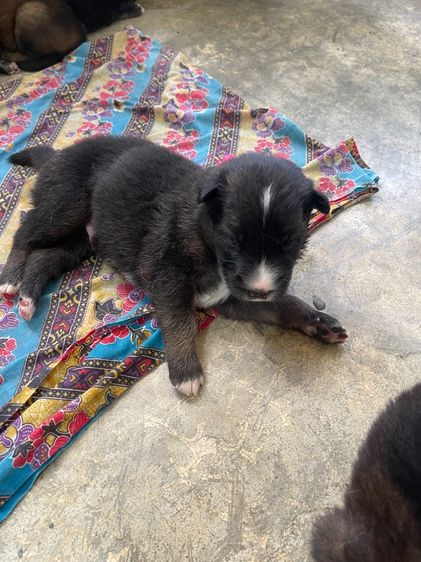 ลูกหมา รูปที่ 4