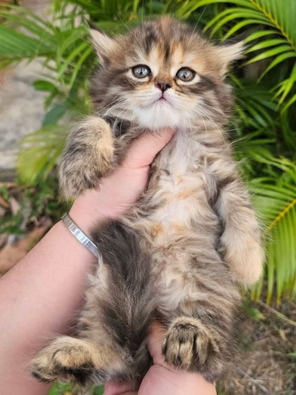 เปอร์เซีย รูปที่ 7