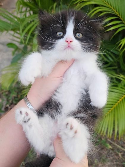 เปอร์เซีย รูปที่ 8