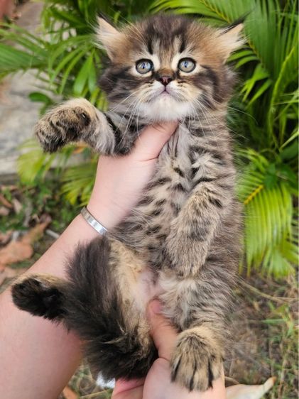 เปอร์เซีย รูปที่ 5