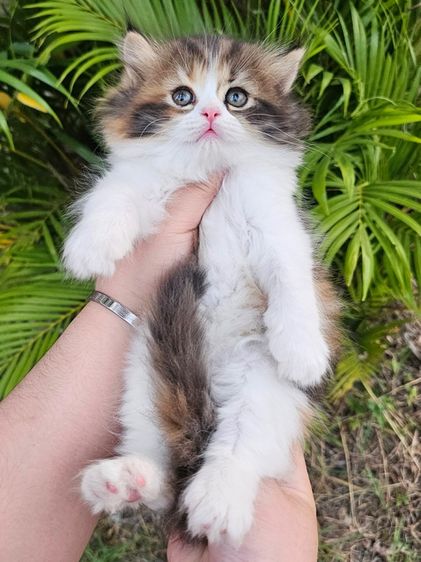 เปอร์เซีย รูปที่ 2