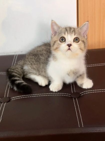 แมวมันช์กิ้นขาสั้นๆ