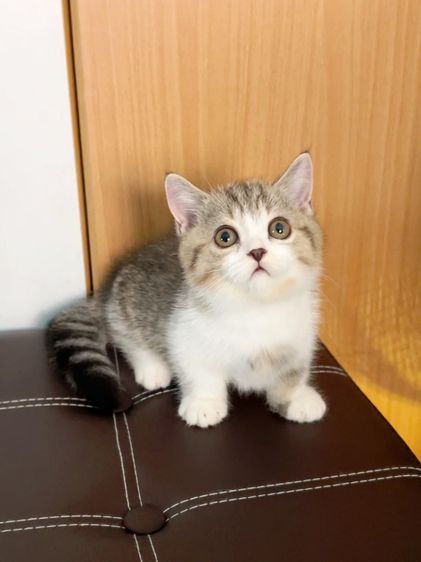 แมวมันช์กิ้นขาสั้นๆ