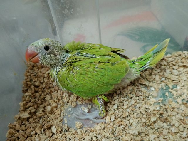 เเก้ว ลป.ริงเนคกรีนชินนามอน