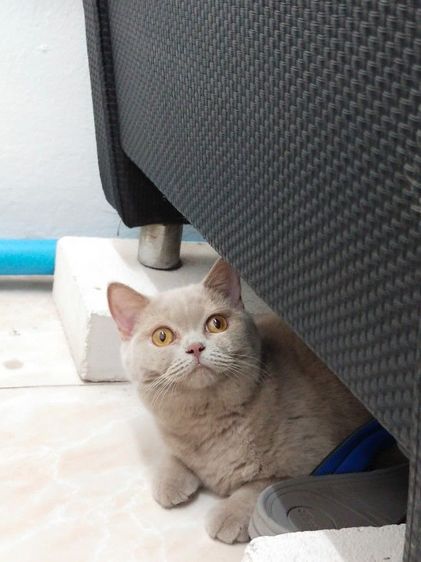 สก็อตติช โฟลด์ (Scottish Fold) แมวพันธุ์ scottish fold