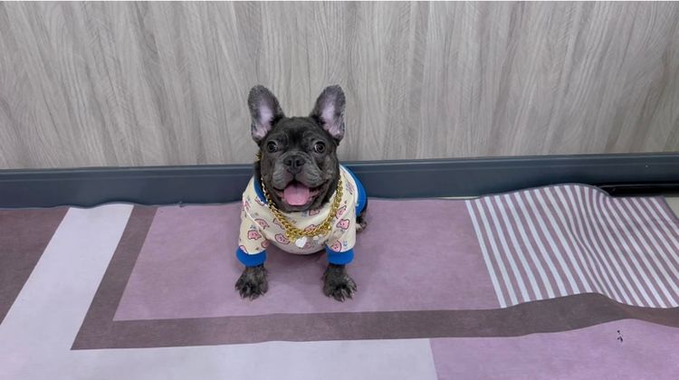 เฟรนบลูด็อก หญิง สีบลูติดเสือ