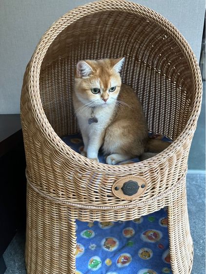 รับอุปการะน้องแมวด่วน รับภายในวันอาทิตย์นี้ รูปที่ 3