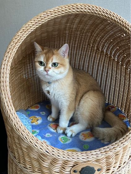 รับอุปการะน้องแมวด่วน รับภายในวันอาทิตย์นี้ รูปที่ 2