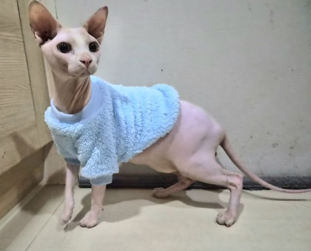 สฟิงซ์ ผู้ชาย รูปที่ 4