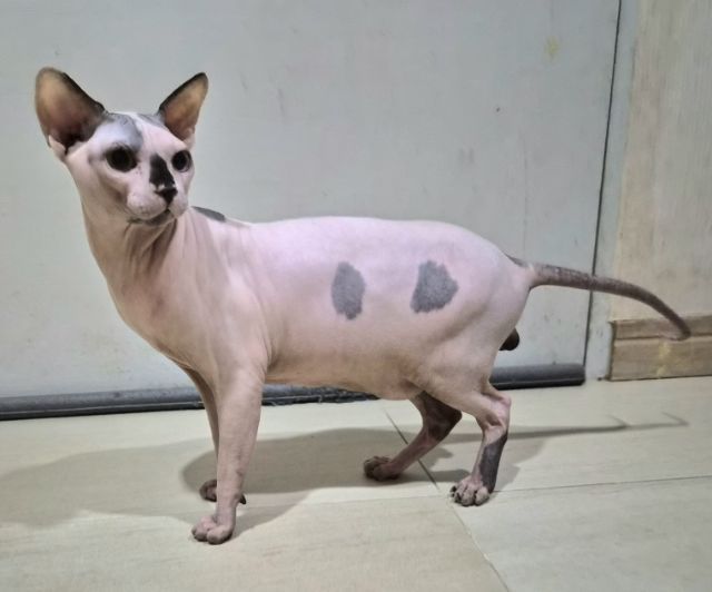 สฟิงซ์ ผู้ชาย รูปที่ 6