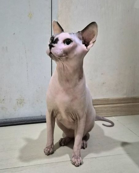 สฟิงซ์ ผู้ชาย รูปที่ 5