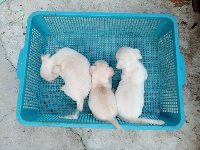 ชิวาวา รูปที่ 3