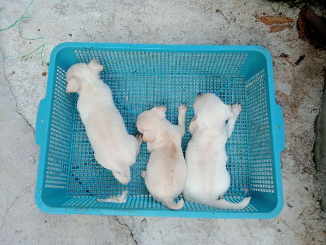 ชิวาวา รูปที่ 4