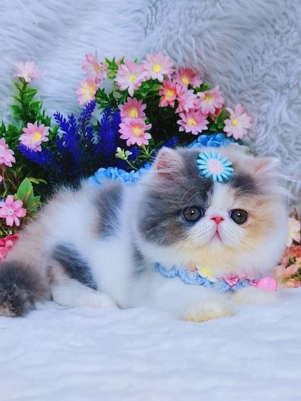 เอ็กโซติกขนยาว รูปที่ 3