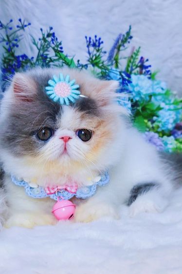 เอ็กโซติกขนยาว รูปที่ 5