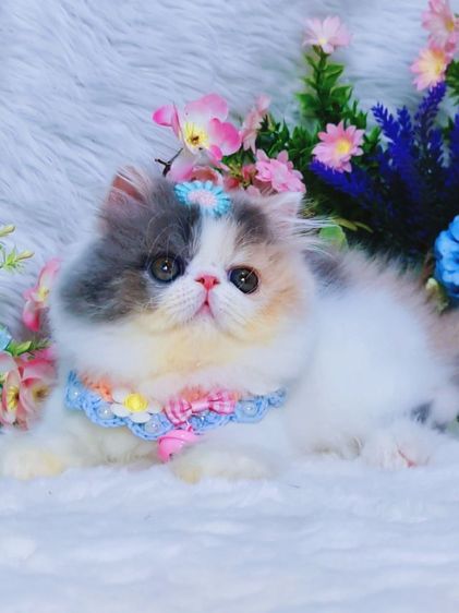 เอ็กโซติกขนยาว รูปที่ 2