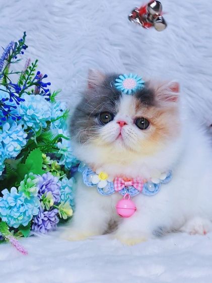 เอ็กโซติกขนยาว รูปที่ 4