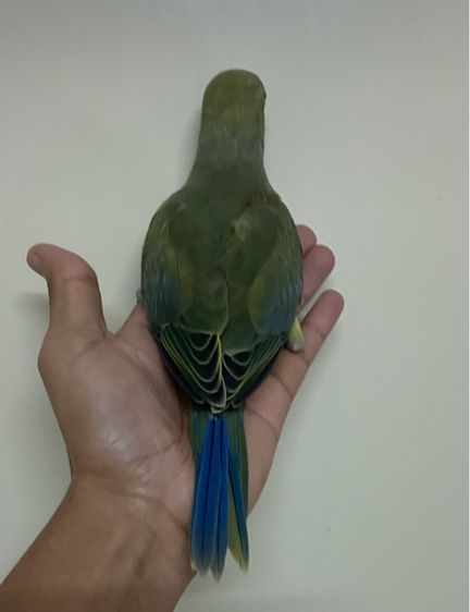 ริงเนคไวโอเลตกรีน ผู้พร้อมใบ รูปที่ 2