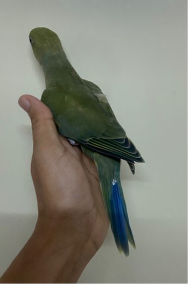 เเก้ว ริงเนคไวโอเลตกรีน ผู้พร้อมใบ