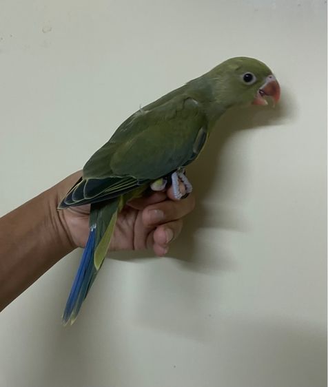 ริงเนคไวโอเลตกรีน ผู้พร้อมใบ รูปที่ 4