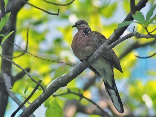 Olympus 200mm f5 เบา ถือสบาย มีฮูดในตัว เลนส์ใส สอบถามได้ครับ รูปที่ 11