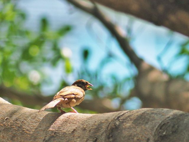 Olympus 200mm f5 เบา ถือสบาย มีฮูดในตัว เลนส์ใส สอบถามได้ครับ รูปที่ 10