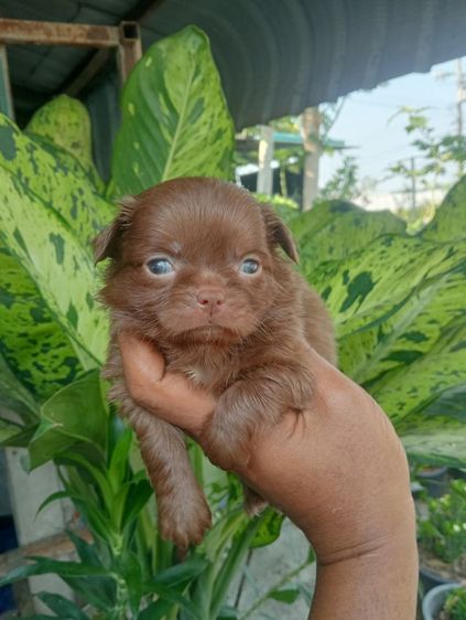 ชิวาวาแท้ รูปที่ 3