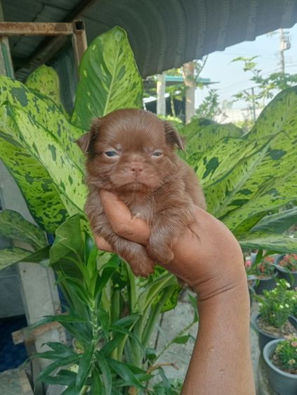 ชิวาวาแท้ รูปที่ 4