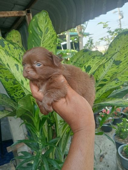 ชิวาวาแท้ รูปที่ 2