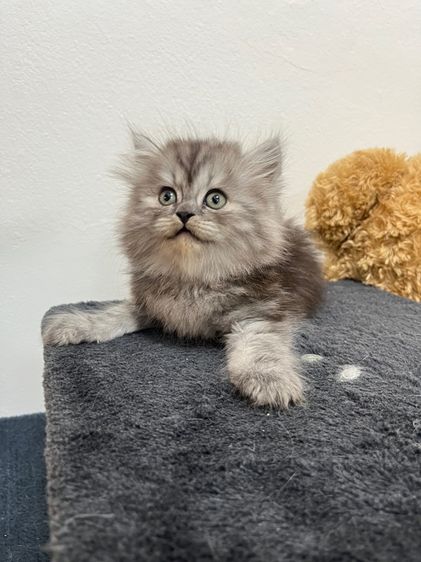 แมวเปอเซีน รูปที่ 3