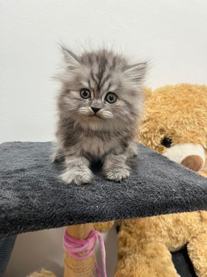 แมวเปอเซีน รูปที่ 4