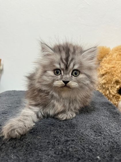 แมวเปอเซีน รูปที่ 5