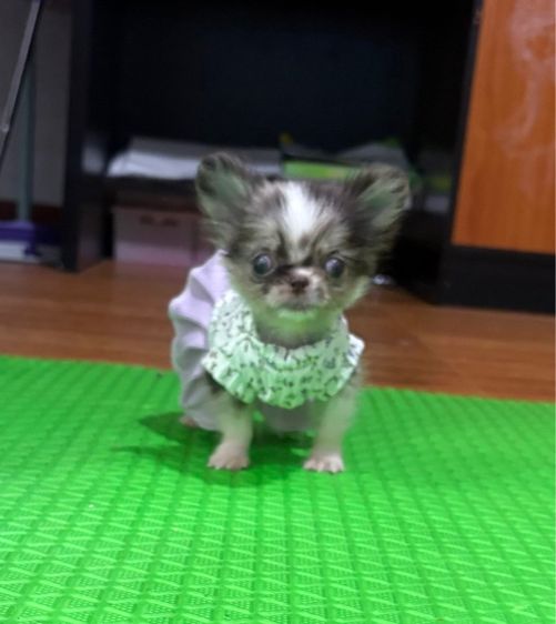 ชิวาวา (Chihuahua) เล็ก ชิวาว่าทีคัพเด็กหญิง