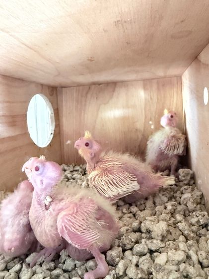 คอกคาเทล ลูกป้อนค๊อกคาเทล